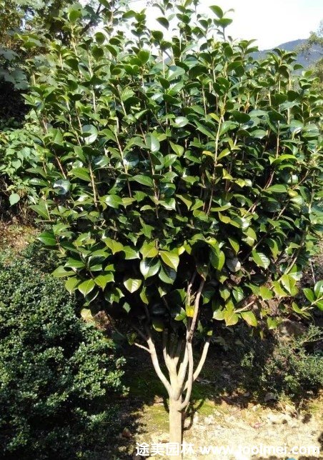 山茶花(圖6)